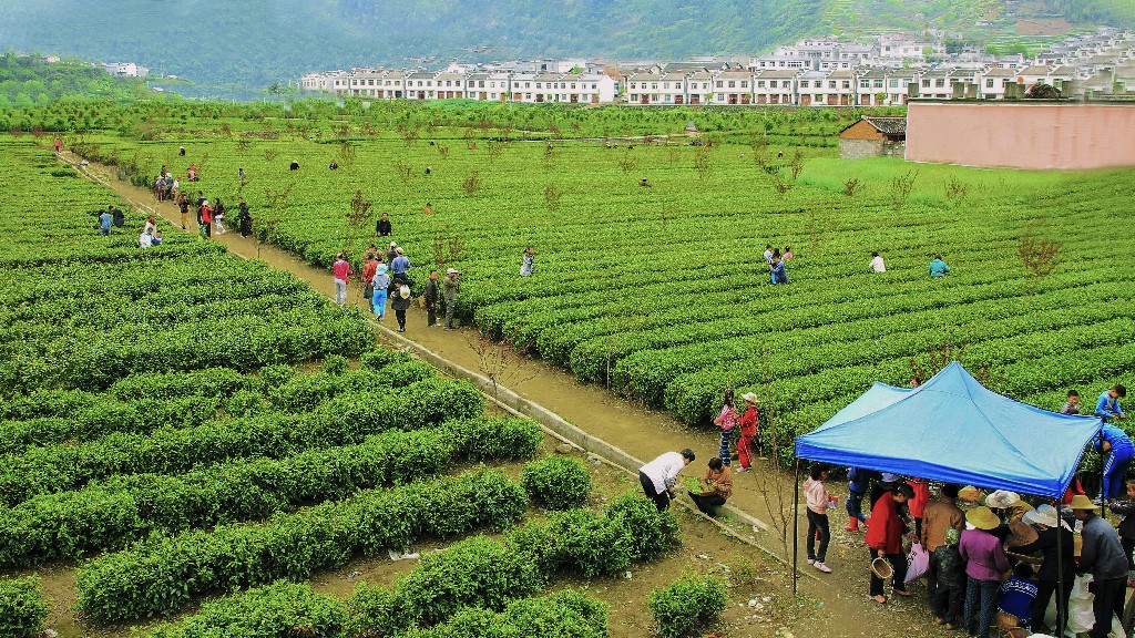 春风有路入茶山