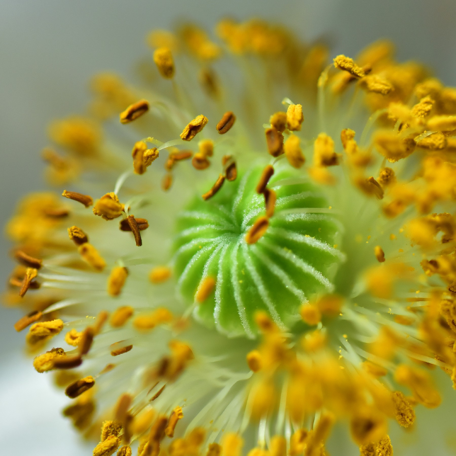 蕊芯