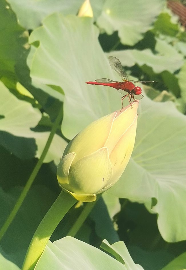 小荷